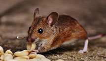 24 Hour & Emergency Exterminators in Mosby, VA